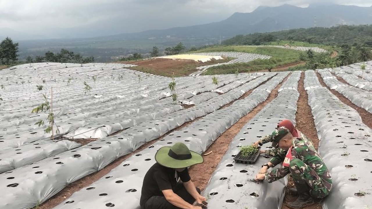 TNI AD berhasil mengubah 200 hektare lahan bekas kebun karet di Purwakarta menjadi lahan pertanian dan kehutanan produktif untuk program ketahanan pangan, melibatkan warga setempat dalam prosesnya.