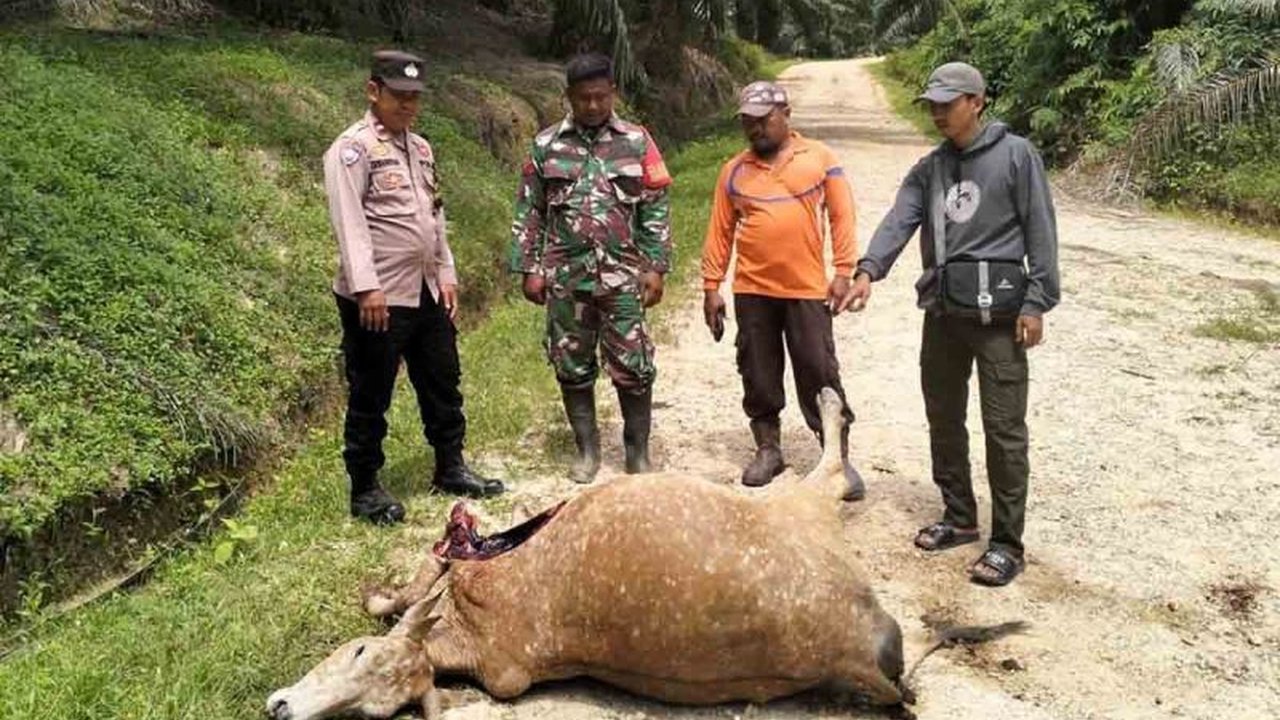 Seekor harimau Sumatra kembali memangsa sapi warga di Aceh Timur, memicu BKSDA untuk memasang jebakan dan mengimbau masyarakat untuk melindungi hewan ternak mereka serta melestarikan habitat harimau.