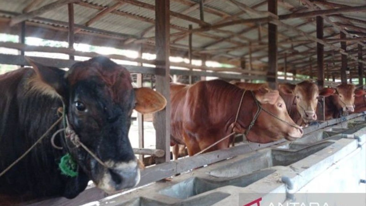Populasi Sapi Pulang Pisau Tembus 10.000 Ekor, Potensi Pertumbuhan Masih Besar