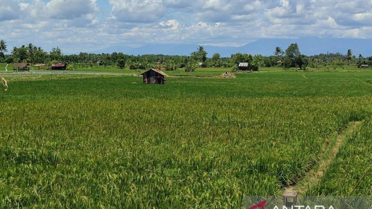 Pemerintah Kota Bengkulu mengusulkan bantuan 14.795 ton bibit padi ke pemerintah pusat untuk membantu 1.004 petani di enam kecamatan, meningkat drastis dari tahun sebelumnya demi mendukung swasembada pangan.