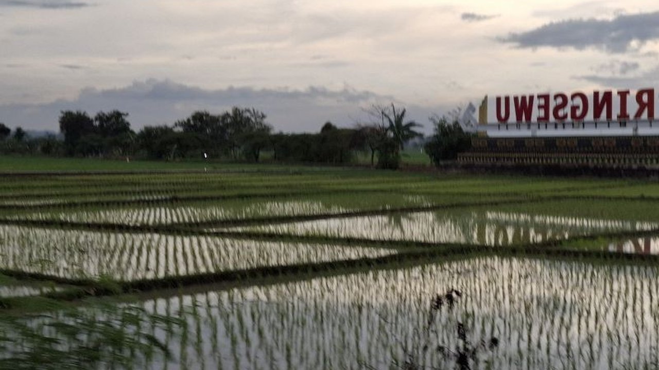 Pemerintah Provinsi Lampung mendistribusikan bantuan benih padi kepada lebih dari 20.000 hektar lahan sawah yang terdampak banjir di berbagai kabupaten dan kota, guna menjaga produktivitas pangan.