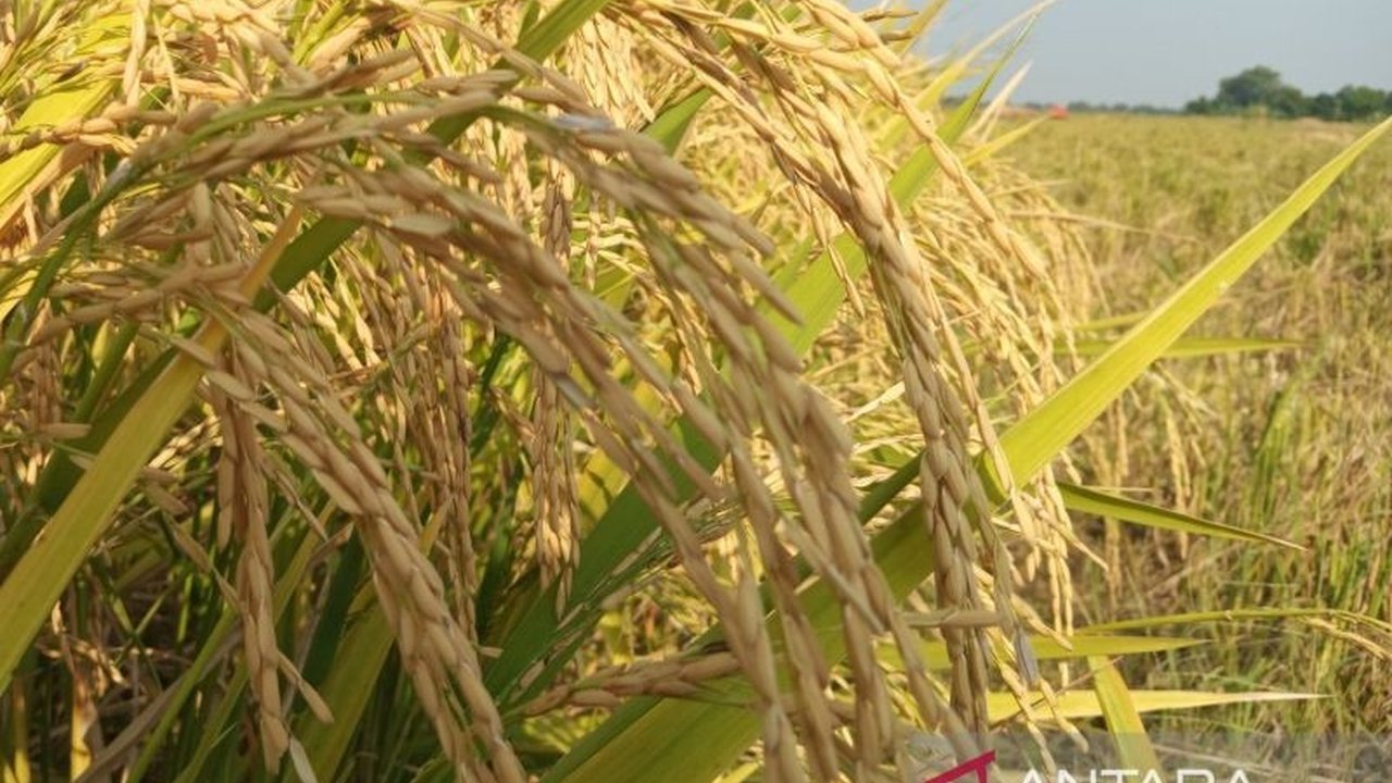 Bulog Cirebon Siap Serap Gabah Petani dengan Harga Baru Rp6.500/kg