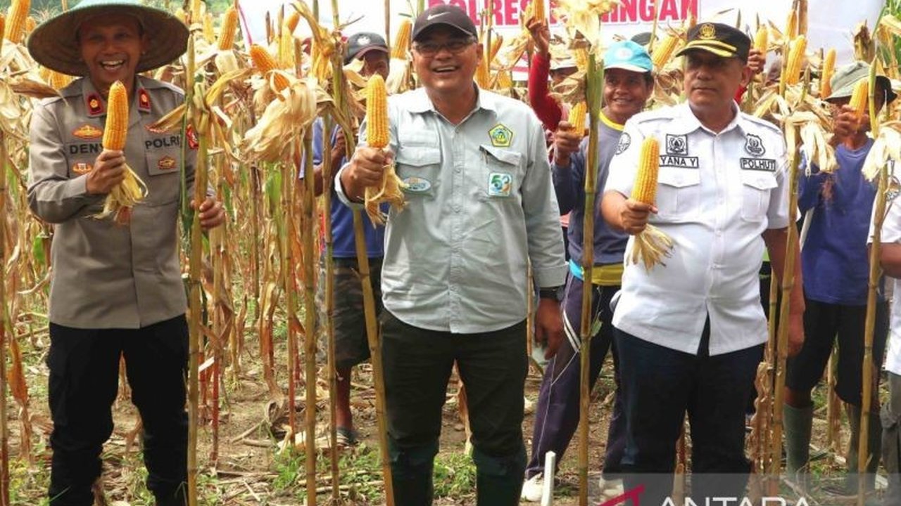 Dinas Ketahanan Pangan dan Pertanian Kuningan, Jawa Barat, berkolaborasi perluas lahan jagung hingga 500 hektare demi tingkatkan produksi dan ketahanan pangan daerah, diawali dengan panen perdana 10 hektare lahan.