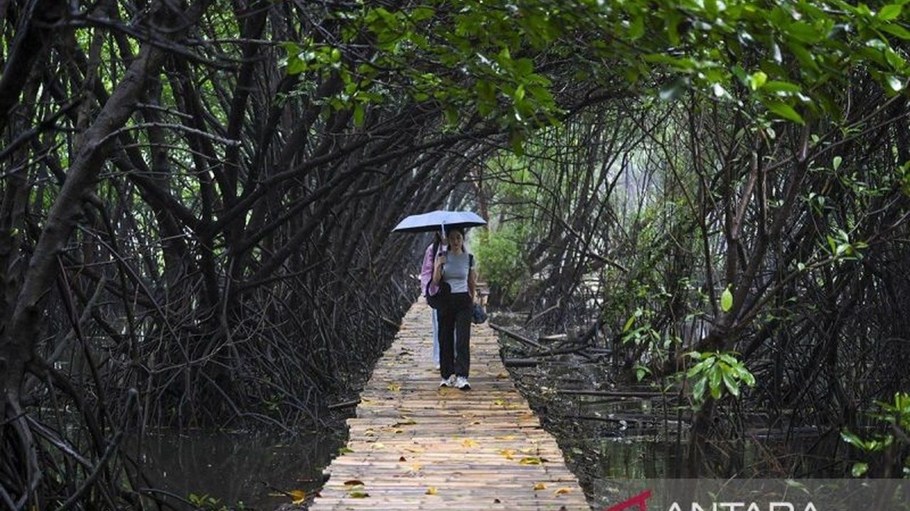 KKP dukung rencana 'Giant Mangrove Wall' Jakarta sebagai solusi inovatif mengatasi banjir rob, abrasi, dan penurunan tanah, menawarkan berbagai manfaat ekologis dan lingkungan.