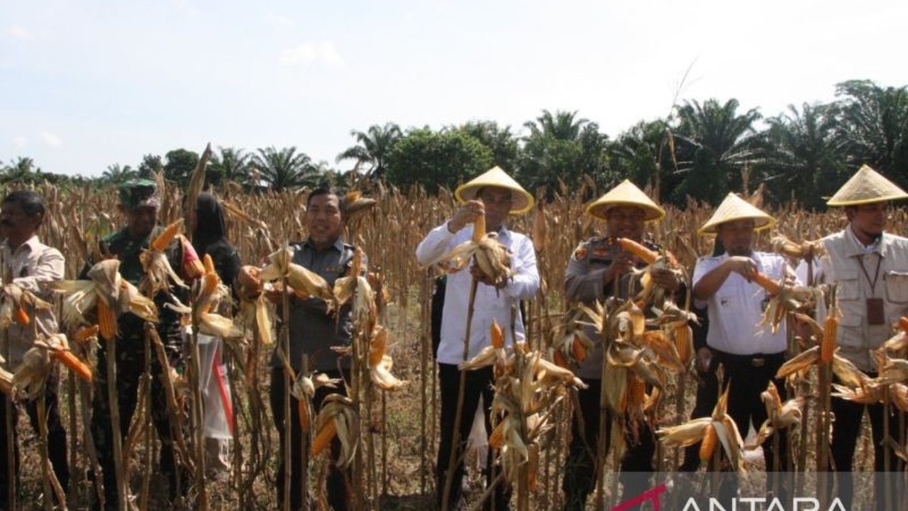 Panen perdana jagung di Penajam Paser Utara, Kalimantan Timur, menunjukkan komitmen Forkopimda dalam mendukung ketahanan pangan nasional melalui kerjasama TNI, Polri, dan pemerintah daerah.