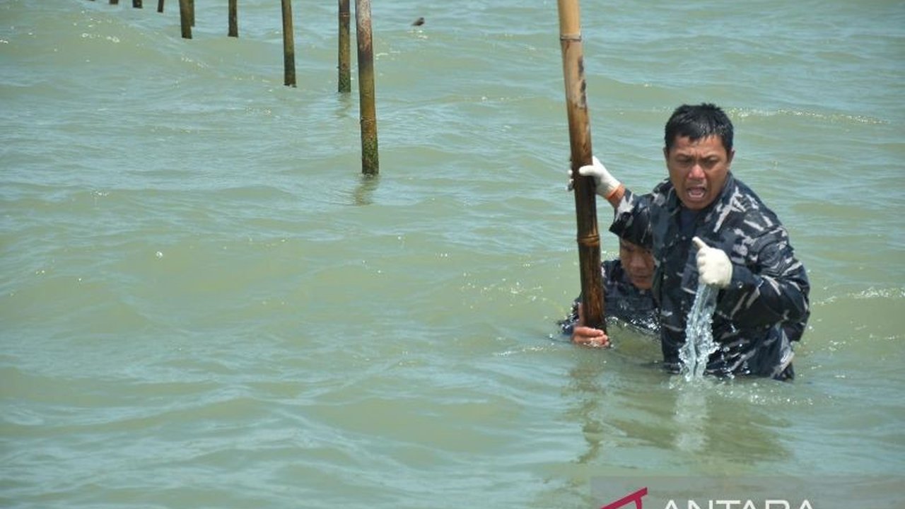 TNI AL berhasil membongkar 22,5 kilometer pagar laut ilegal di Tangerang, Banten, berkat operasi gabungan dengan nelayan dan lembaga terkait, kendati menghadapi tantangan cuaca dan kondisi lapangan.
