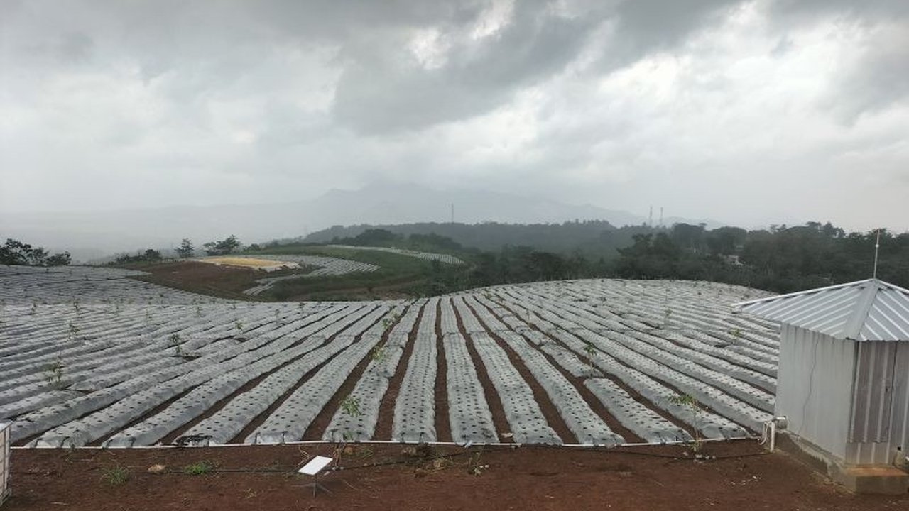 Kerja sama TNI AD dan warga Desa Gununghejo, Purwakarta, berhasil mengubah lahan tidur seluas 200 hektare menjadi kebun sayur dan buah yang produktif, mendukung ketahanan pangan nasional.