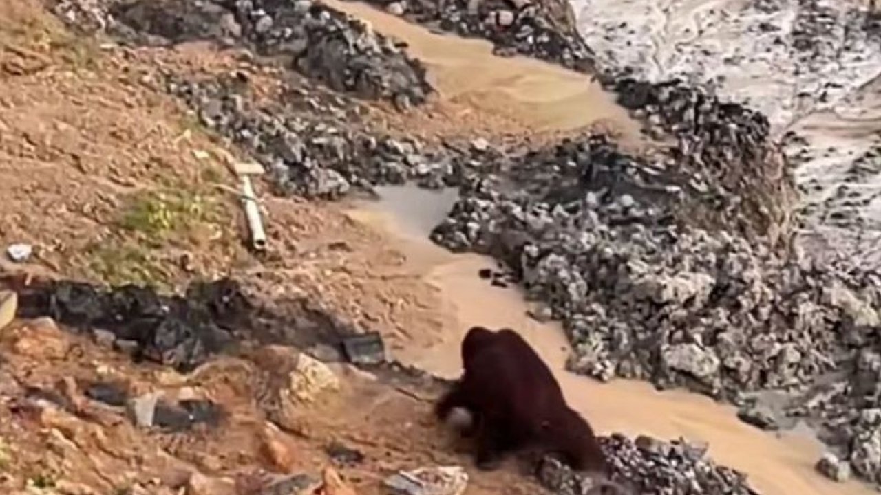 Menanggapi laporan masyarakat, BKSDA Kaltim kerahkan tim untuk mencari orangutan yang terlihat di area tambang Kutai Timur dan menekankan pentingnya pelestarian satwa langka ini.