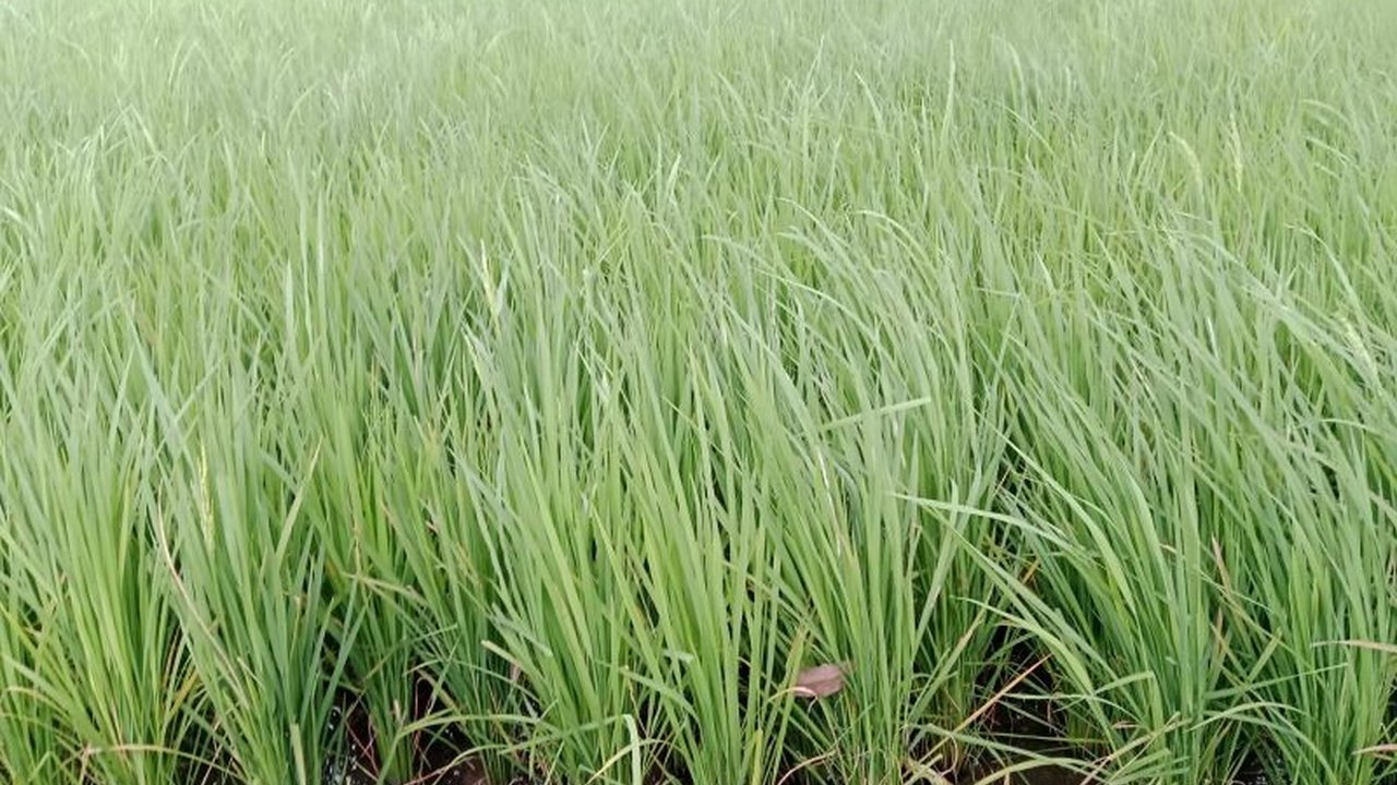 Dinas Pertanian Lombok Timur mengawasi ketat 300 pengecer pupuk untuk mencegah pelanggaran distribusi dan penjualan pupuk bersubsidi di atas HET, meskipun jumlahnya cukup banyak dan masih ada permasalahan di lapangan.