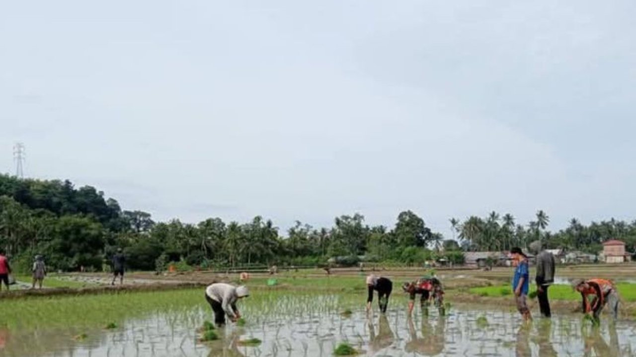Kodim 1401 Majene membantu petani meningkatkan produktivitas padi melalui pendampingan pola tanam pindah,  sekaligus mendukung program ketahanan pangan nasional.