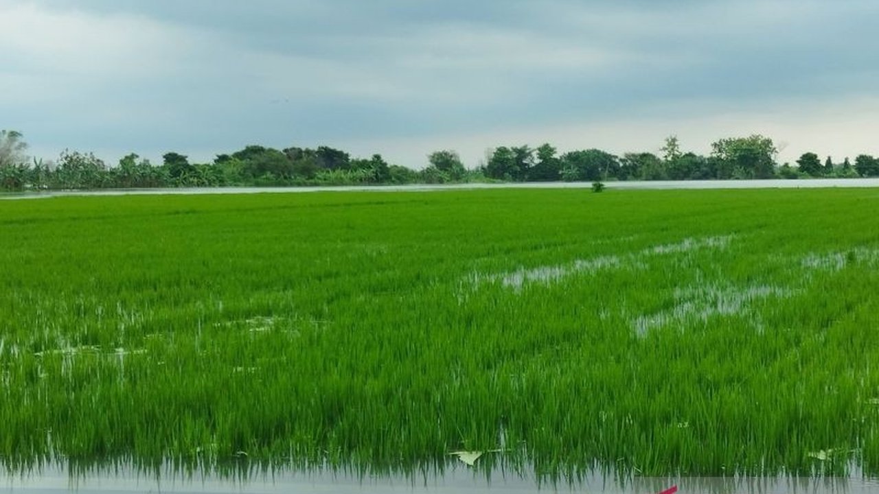 Banjir di Kudus mengakibatkan 1.032,12 hektare sawah terendam, 438,10 hektare diantaranya mengalami puso, dan Dinas Pertanian Kudus mengajukan klaim asuransi untuk petani yang terdampak.