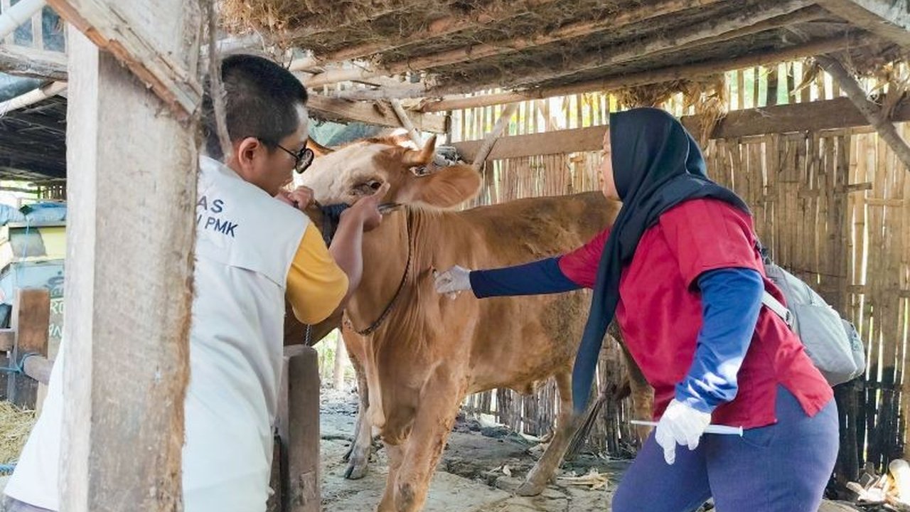 Dinas Peternakan dan Perikanan Situbondo memberikan pengobatan gratis kepada 305 hewan ternak yang terdampak banjir bandang di beberapa kecamatan pada awal Februari 2024, meliputi sapi, kambing, dan domba yang rentan terhadap berbagai penyakit pasca-banji