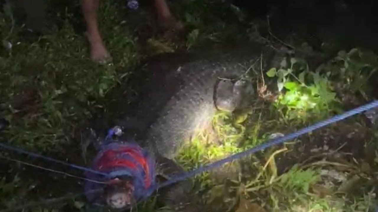 BKSDA Maluku Evakuasi Buaya Muara di Tambak Ikan Unpatti