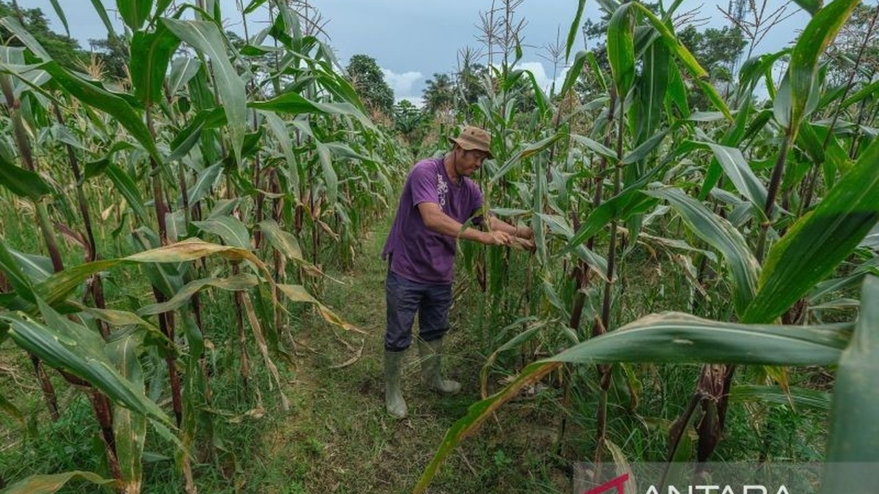 Pemerintah Kota Kendari dan Lapas Kelas IIA Kendari panen raya jagung hasil kerja sama warga binaan, mendukung swasembada pangan dan memberikan keterampilan bagi narapidana.