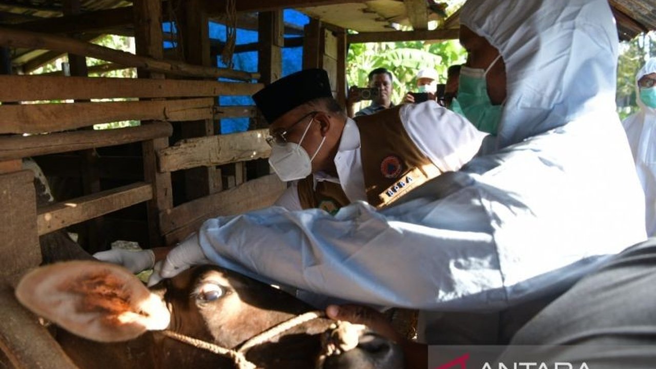 Penjabat Gubernur Aceh, Safrizal ZA, mengumumkan keberhasilan menekan wabah Penyakit Mulut dan Kuku (PMK) hingga hanya menyisakan empat kasus, setelah sebelumnya menyerang lebih dari 2.600 ternak.