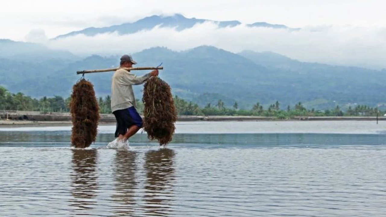 Kementerian Kelautan dan Perikanan (KKP) meluncurkan regulasi baru untuk perdagangan karbon biru, membuka peluang ekonomi baru bagi Indonesia sekaligus mendukung upaya pelestarian lingkungan.