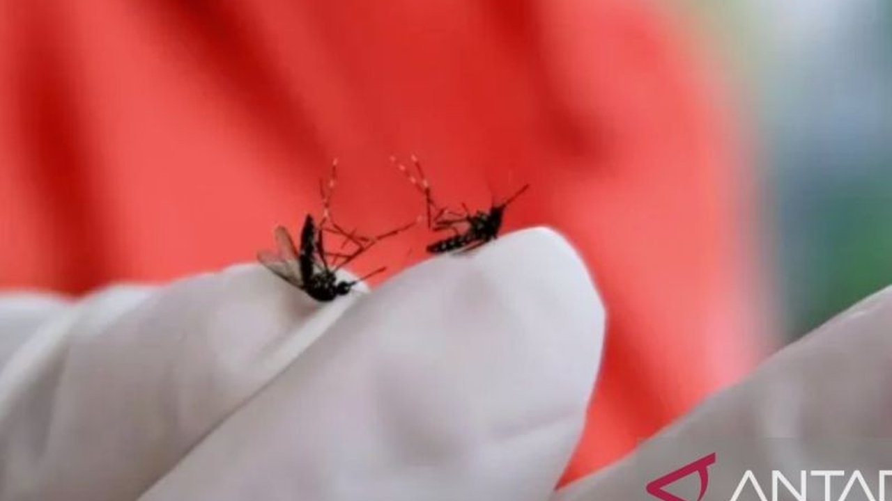 Dinas Kesehatan Purwakarta melaporkan 55 kasus Demam Berdarah Dengue (DBD) pada Januari 2025, dengan satu korban meninggal, dan mengimbau masyarakat untuk waspada terutama di empat kecamatan dengan kasus tertinggi.