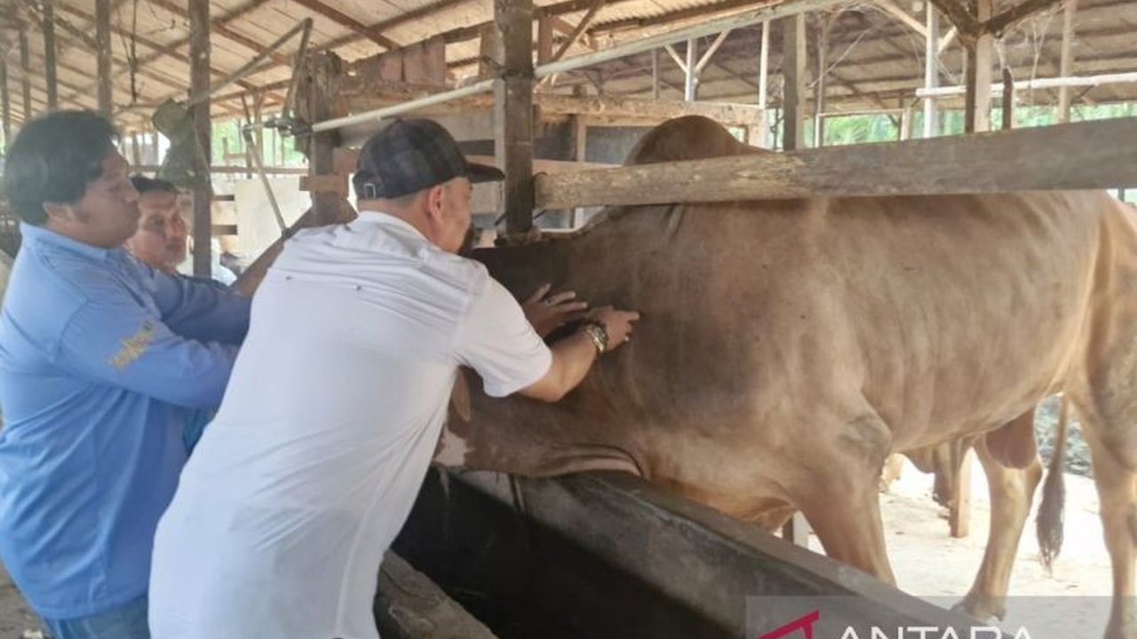 Penajam Paser Utara Vaksinasi 3.675 Sapi Cegah PMK