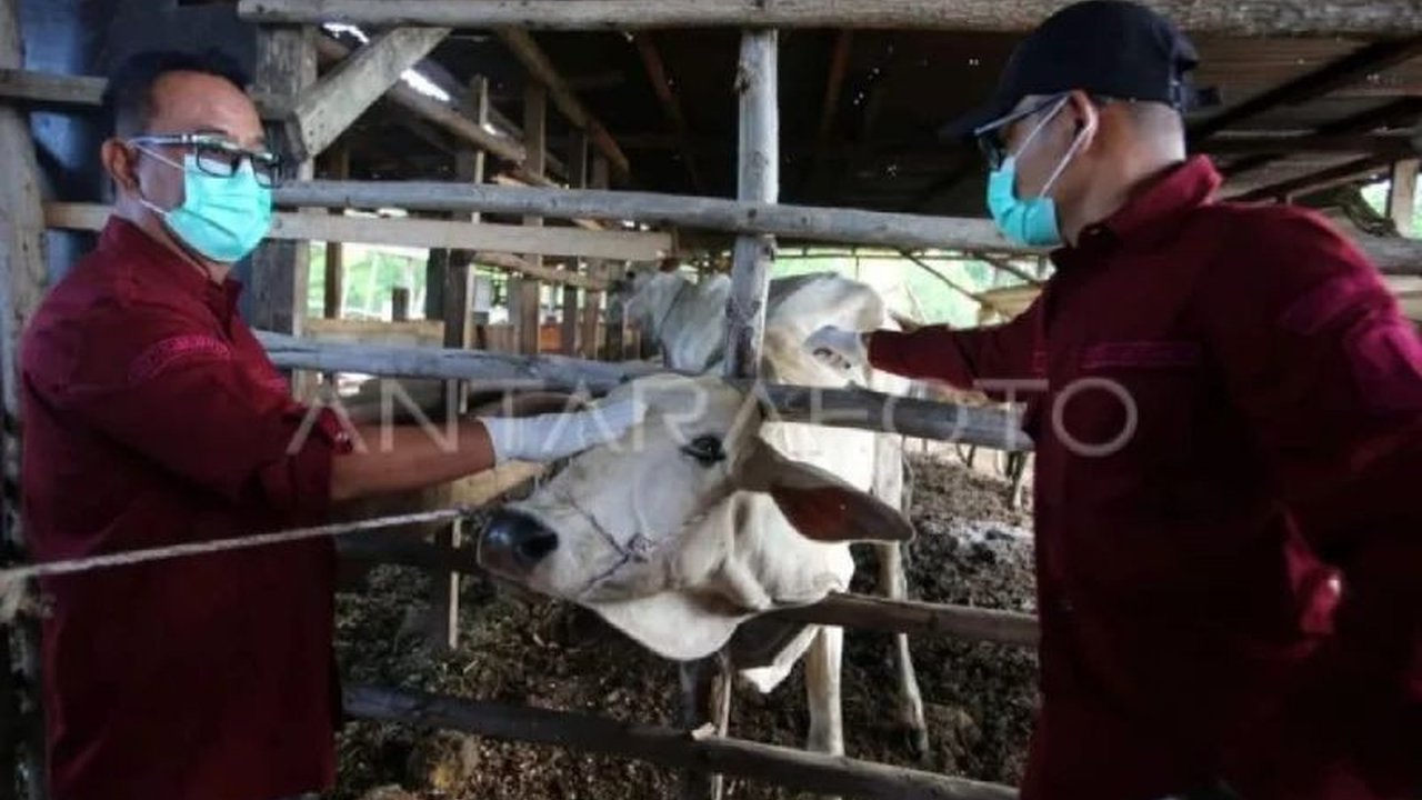 Pj Gubernur Aceh, Safrizal ZA, mengumumkan Aceh telah bebas dari wabah Penyakit Mulut dan Kuku (PMK) setelah seluruh ternak yang terpapar berhasil disembuhkan, namun kewaspadaan tetap dijaga.