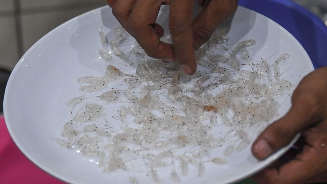 TNI AL, bersama Bea Cukai dan Satgaspam Bandara Juanda, berhasil menggagalkan penyelundupan 60.205 benih lobster senilai lebih dari Rp9 miliar yang disembunyikan dalam bagasi penumpang tujuan Singapura.