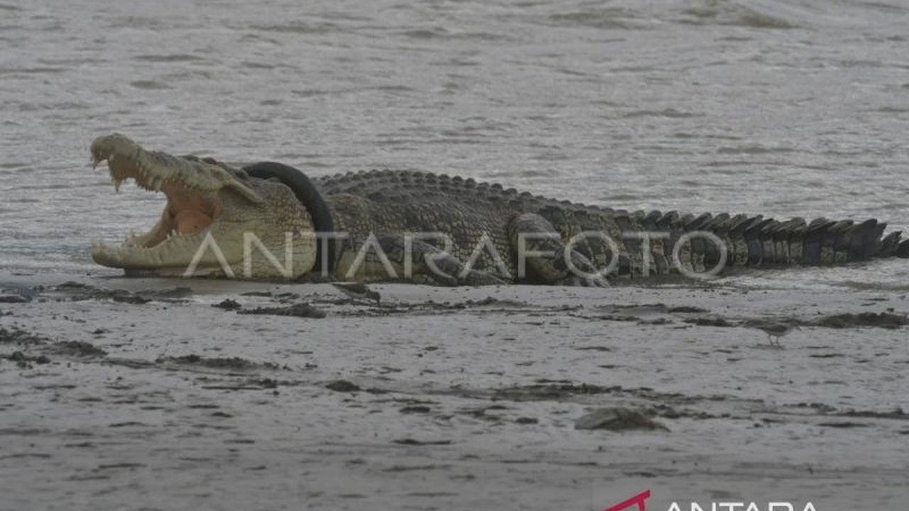 Tim SAR gabungan terus berupaya menemukan Albina Doki (64), ibu yang diterkam buaya di Sumba Barat Daya, NTT, sementara pencarian korban kedua, Blasius Lomi (37), telah menemukan jasadnya.