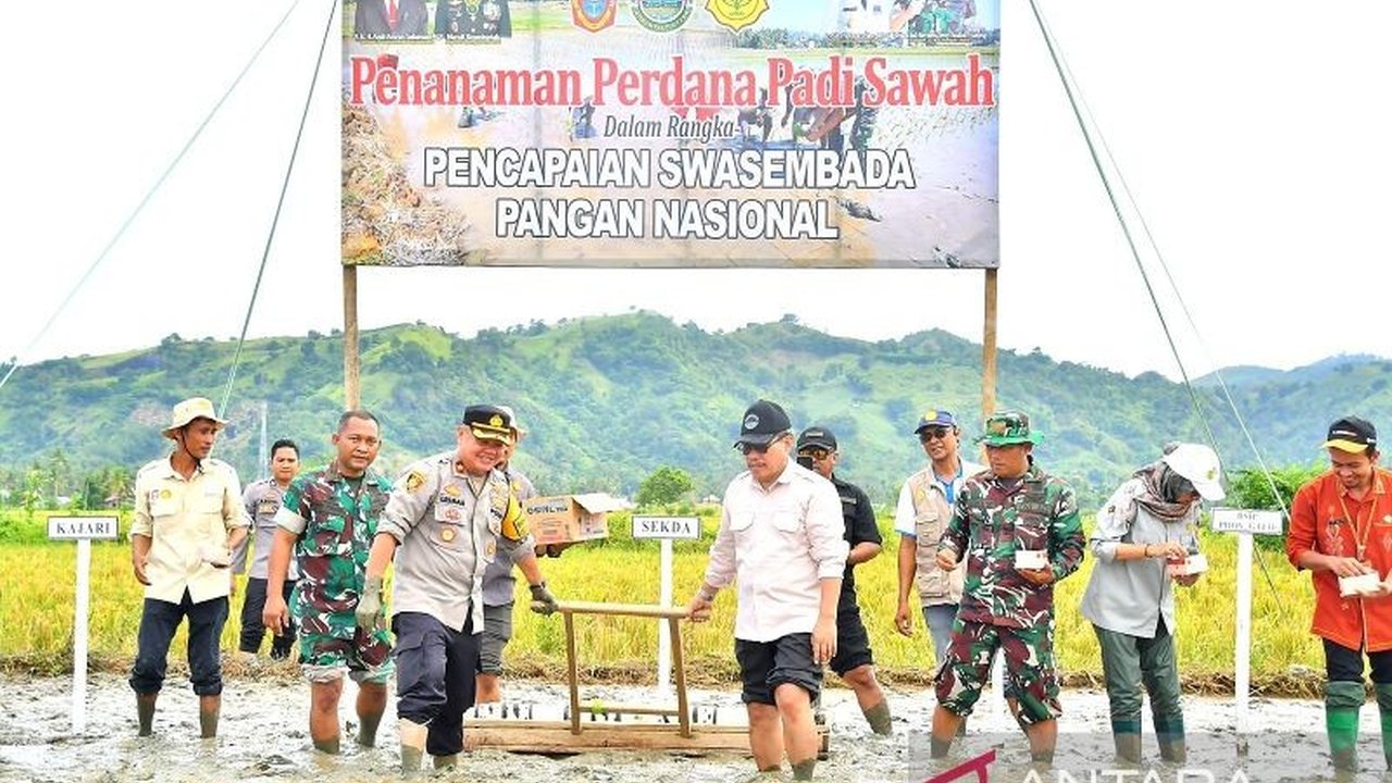 Gorontalo Utara Targetkan Tanam Padi 14.430 Ha di 2025: Swasembada Pangan Nasional