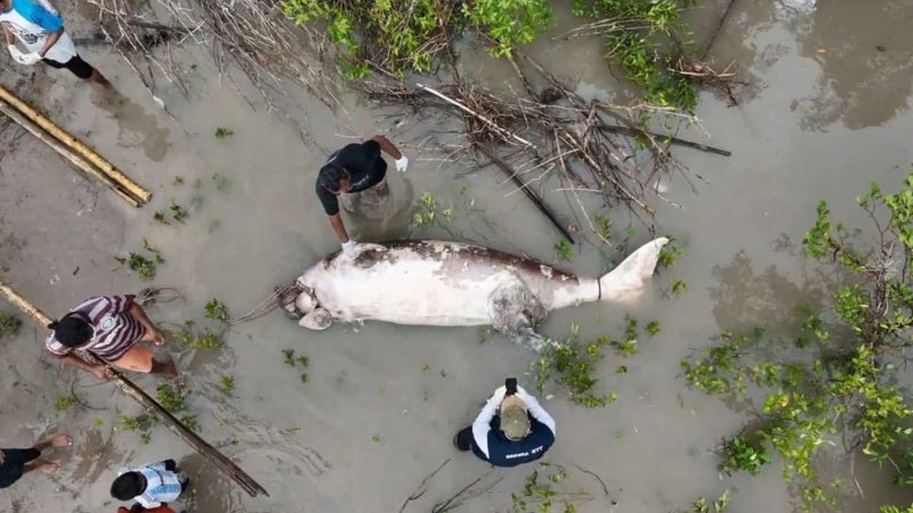 Seekor dugong ditemukan mati terdampar di perairan Teluk Kupang, NTT, kondisi bangkainya yang membusuk menghambat penyelidikan penyebab kematian.