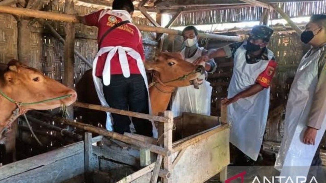 Pemerintah Kabupaten Sampang gencar melakukan pemeriksaan kesehatan sapi secara langsung ke warga untuk mencegah penyebaran PMK yang telah menyerang 819 sapi di 14 kecamatan.