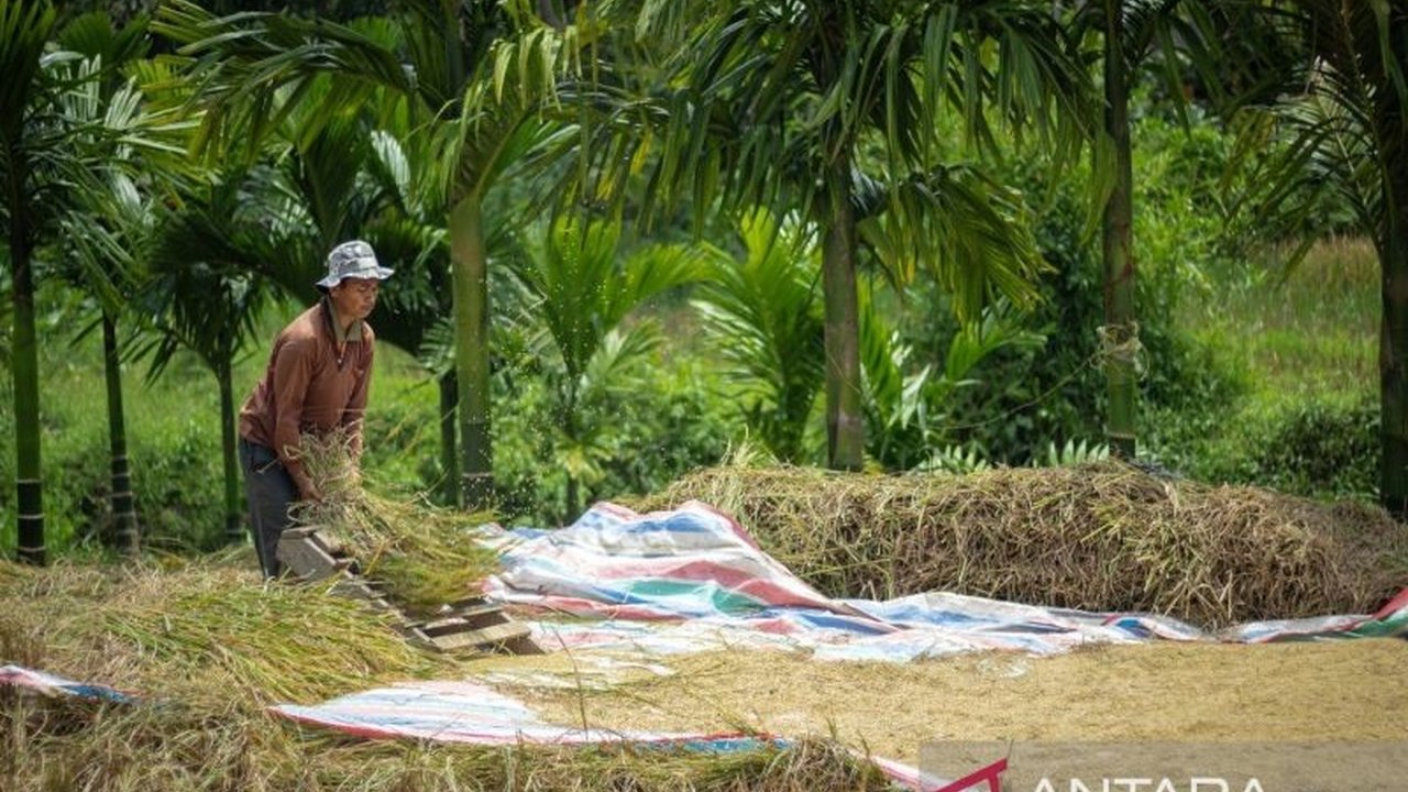 Perum Bulog Sumbar memastikan pasokan beras tetap aman di Sumatera Barat meskipun penyaluran beras SPHP dihentikan pemerintah pusat, berkat masa panen dan upaya pemerintah menjaga stabilisasi harga.