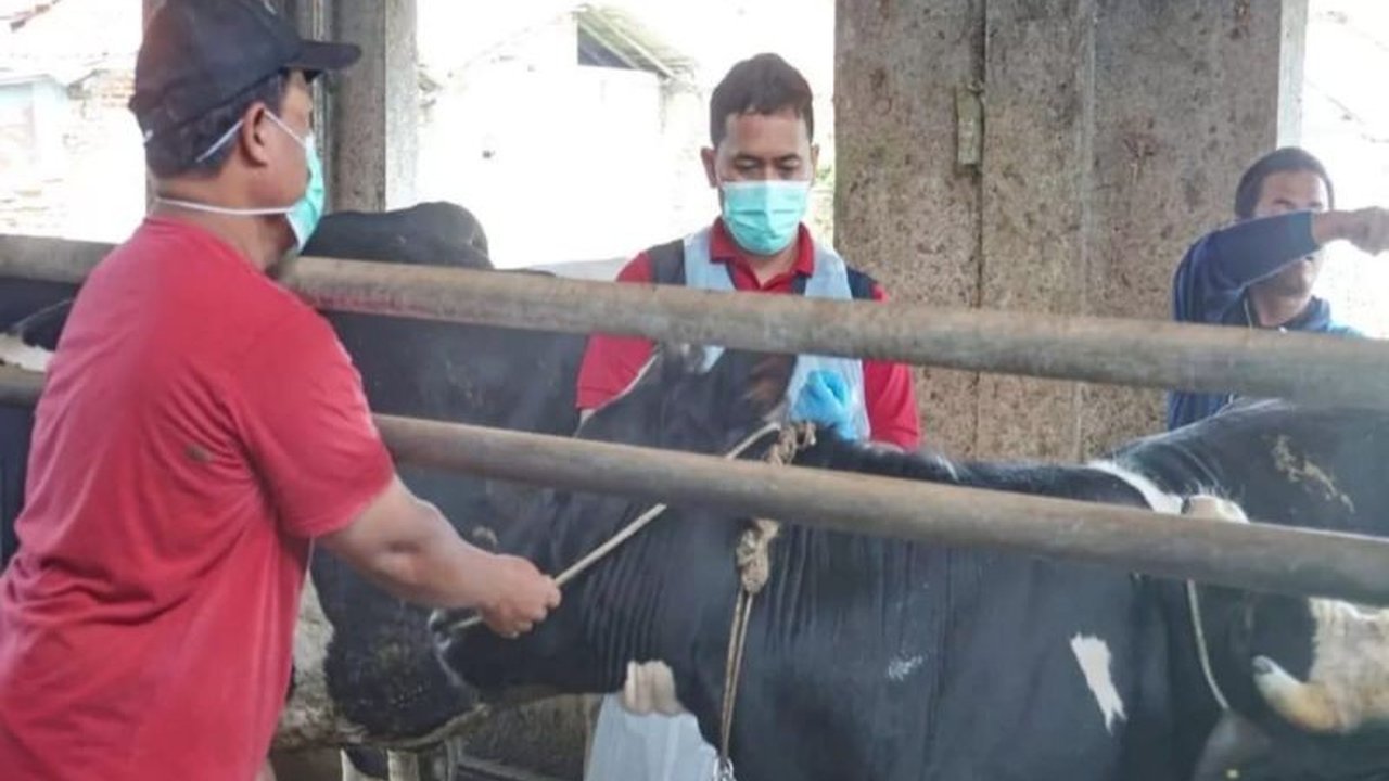 Pemerintah Kota Pekalongan membentuk Satgas PMK untuk mencegah penyebaran penyakit mulut dan kuku pada hewan ternak, meliputi vaksinasi, pengawasan ketat, dan edukasi peternak.