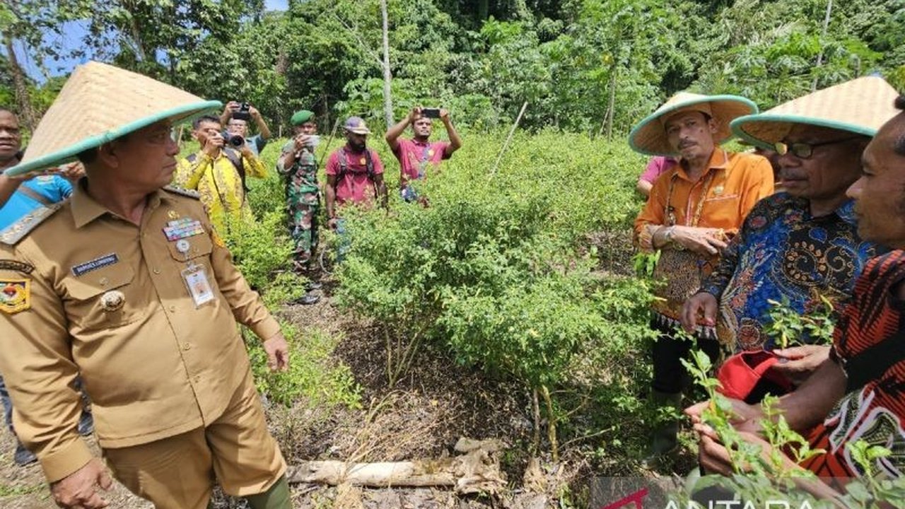 Pj Gubernur Papua, Ramses Limbong, meminta seluruh OPD untuk menyusun konsep pengelolaan lahan pangan lokal guna meningkatkan ketahanan pangan dan mengurangi ketergantungan dari luar daerah, dimulai dari lingkungan pemerintahan hingga ke distrik dan kabup