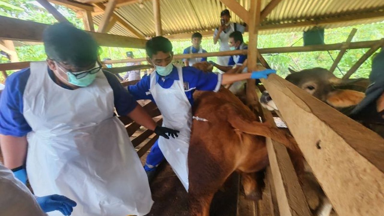 Kementerian Pertanian mengirimkan 4.150 dosis vaksin PMK ke Garut untuk mencegah penyebaran penyakit mulut dan kuku pada ternak, meskipun jumlah tersebut masih kurang dari ideal.