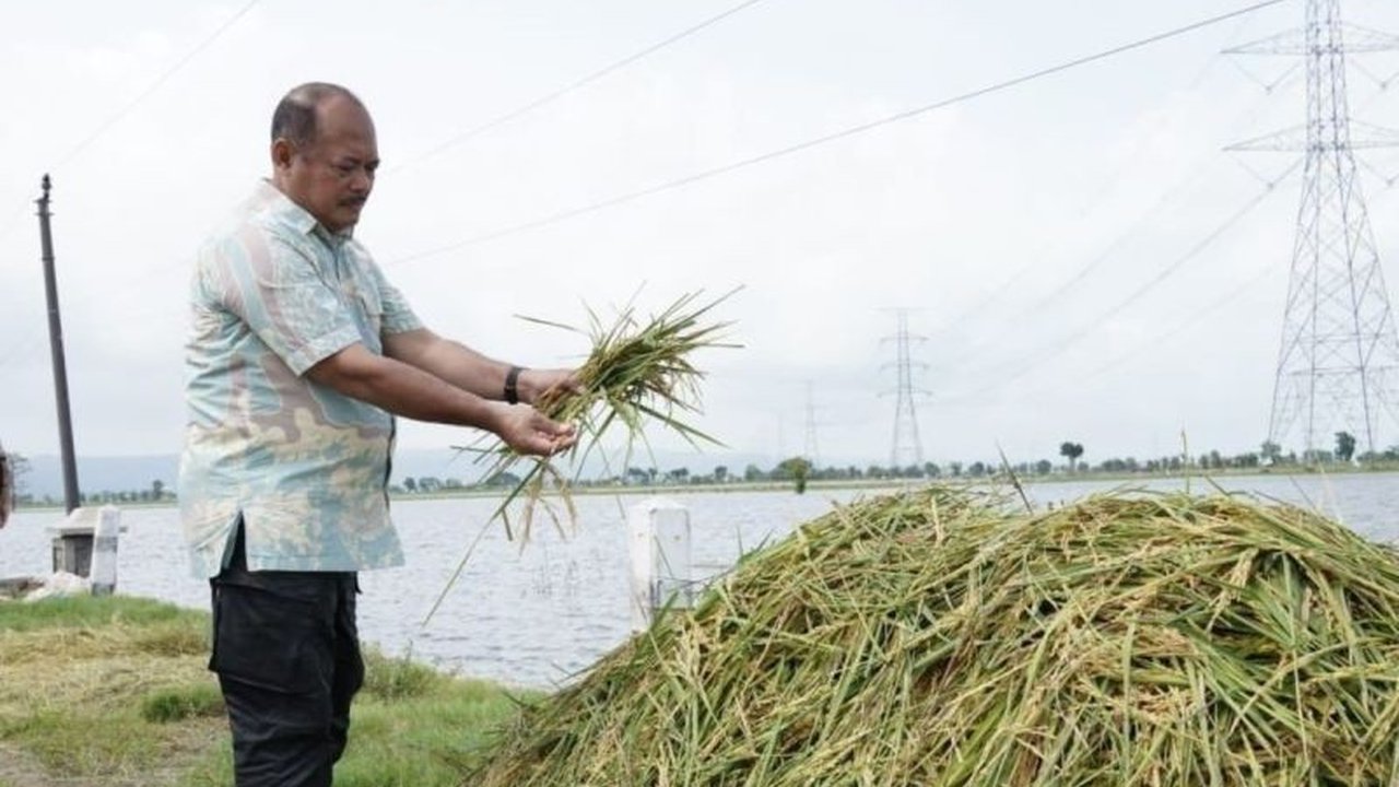 Banjir di Pati, Jawa Tengah, menyebabkan gagal panen padi dan Pemkab Pati meminta Bulog menyerap gabah petani terdampak tanpa mempertimbangkan kualitasnya.