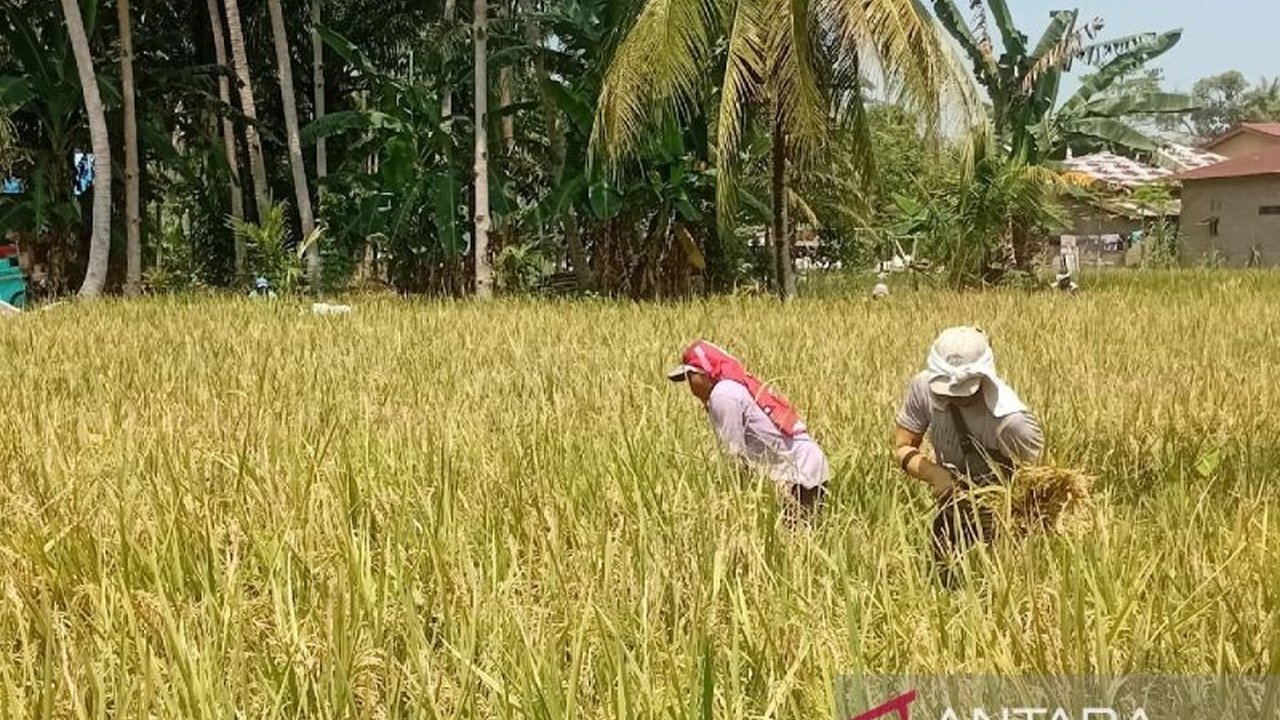 Pengamat ekonomi menilai penyerapan gabah kering panen (GKP) secara maksimal oleh Bulog Sumut dapat menstabilkan harga gabah di tengah musim panen raya di sejumlah daerah di Sumatera Utara.