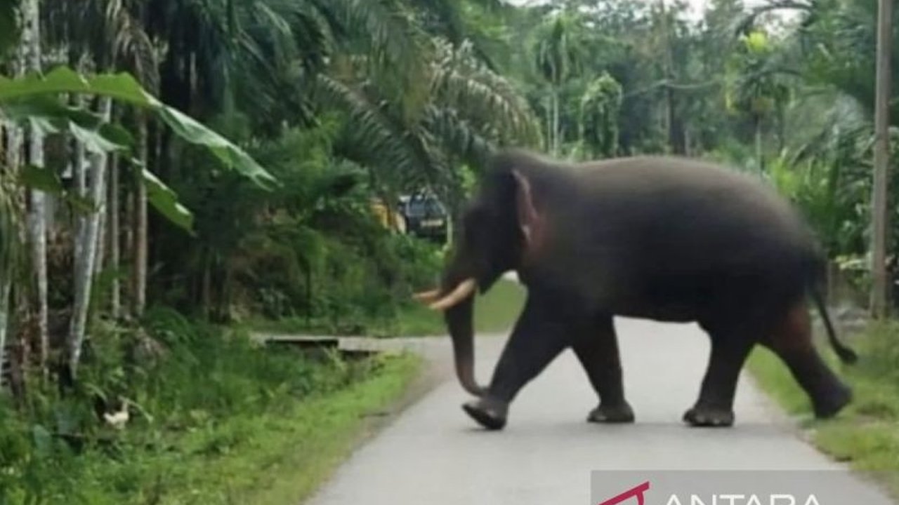 Gajah Sumatera merusak 38 hektare kebun sawit milik warga di Aceh Barat sejak 2023 hingga saat ini, menyebabkan kerugian ekonomi dan konflik antara manusia dan satwa liar.