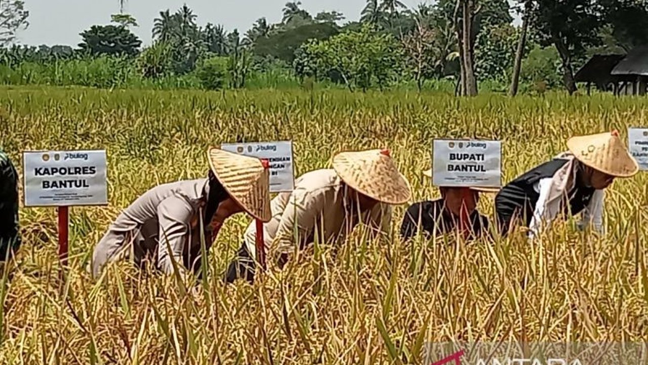 Pemerintah Kabupaten Bantul menargetkan penyelesaian penanaman padi seluas 2.500 hektare pada akhir Februari 2025 untuk mendukung program swasembada pangan nasional, dengan dukungan fasilitas dan alsintan dari Kementerian Pertanian dan APBD Bantul.