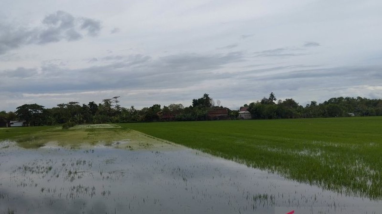 Dinas Pertanian Kudus mengajukan klaim asuransi untuk 282,66 hektare lahan padi yang puso akibat banjir, meskipun total lahan terdampak mencapai 438,10 hektare.
