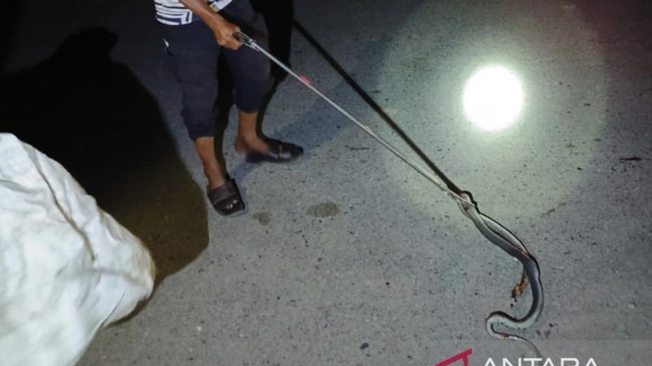 Tim BPBD Aceh Barat Tangkap Ular Kobra di Rumah Warga