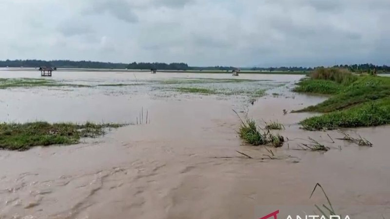 Banjir Lampung Selatan Rendam Ribuan Hektare Sawah, Petani Terancam Gagal Panen