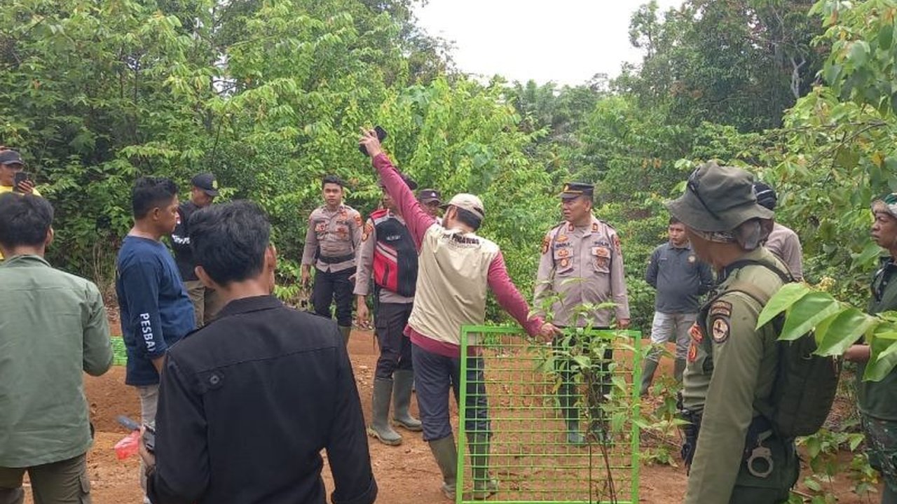 BPBD Pesisir Barat menambah tiga perangkap untuk mengatasi konflik harimau dengan manusia setelah ditemukan jejak harimau di dekat pemukiman warga.
