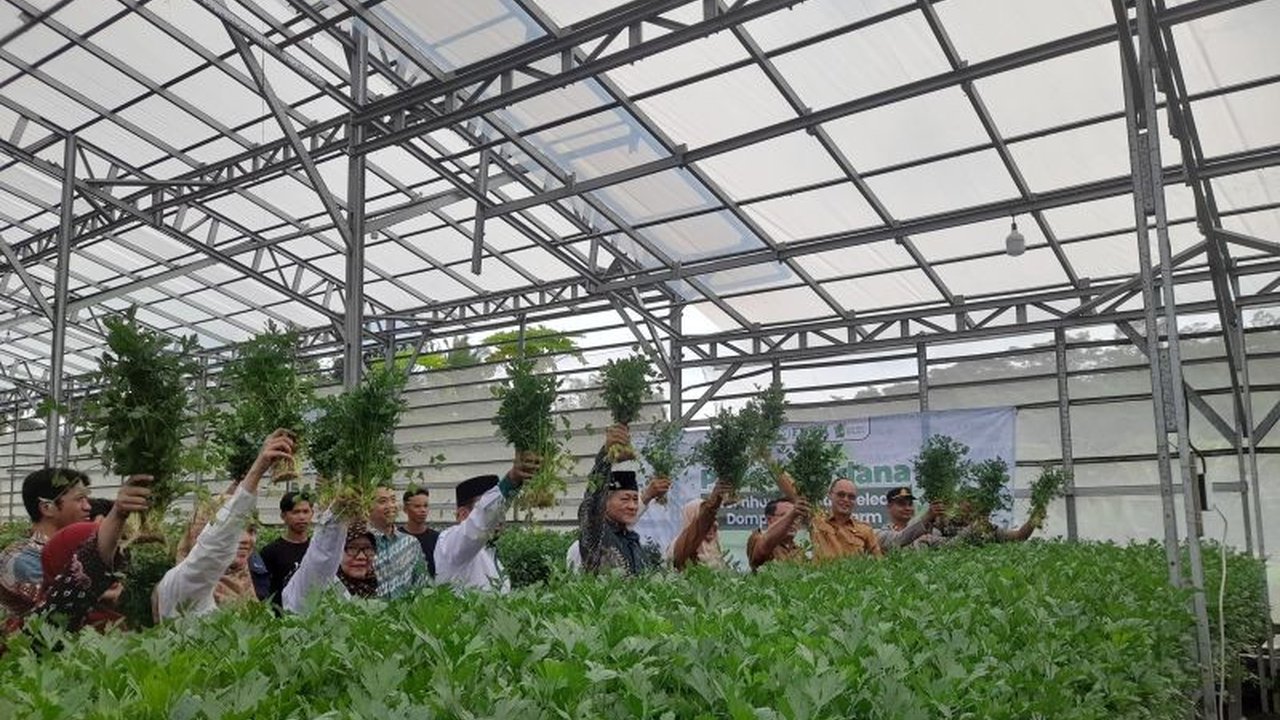 Sentra budidaya seledri terbesar di Banten yang berlokasi di Desa Sukaraja, Kabupaten Serang, melakukan panen perdana, diharapkan mampu memenuhi kebutuhan pasar seledri di Banten dan mengurangi ketergantungan dari daerah lain.