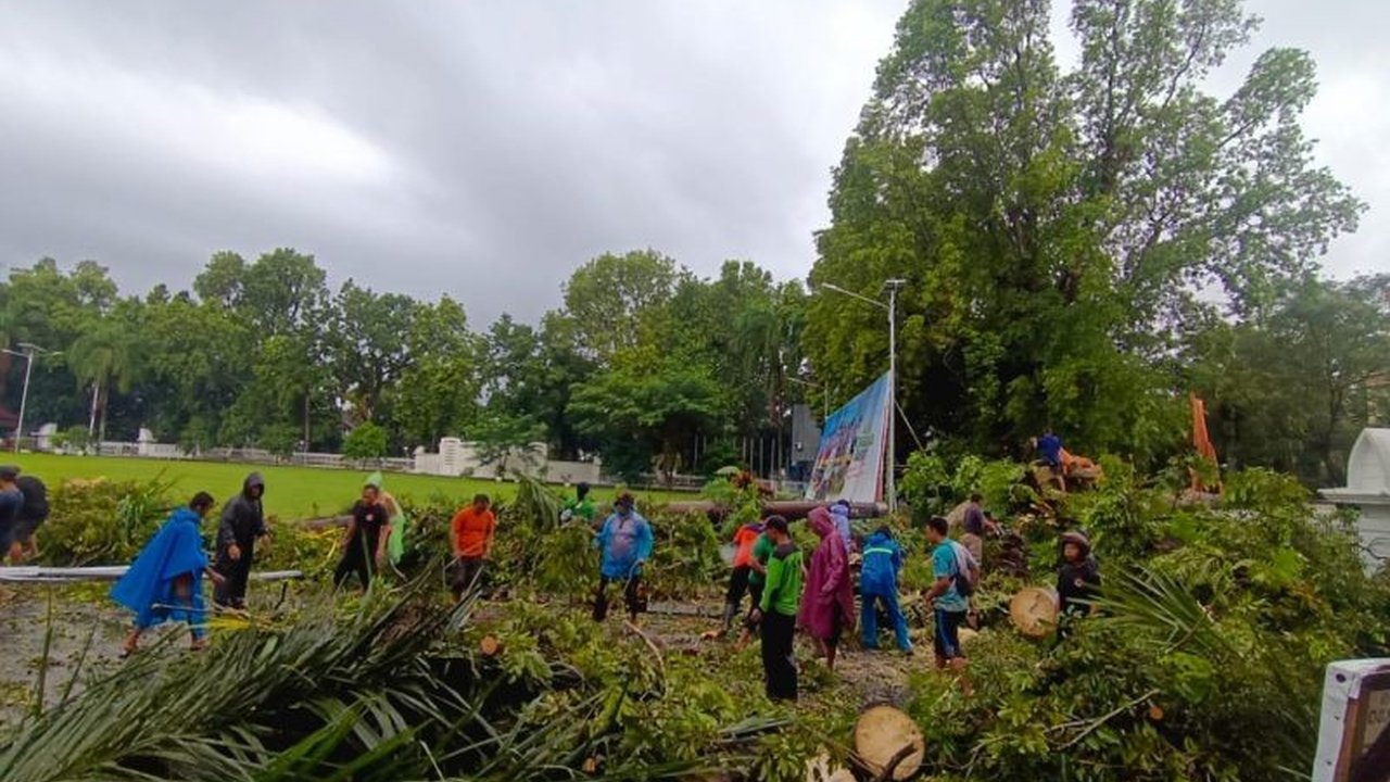 15 Pohon Tumbang Akibat Cuaca Ekstrem di Mataram