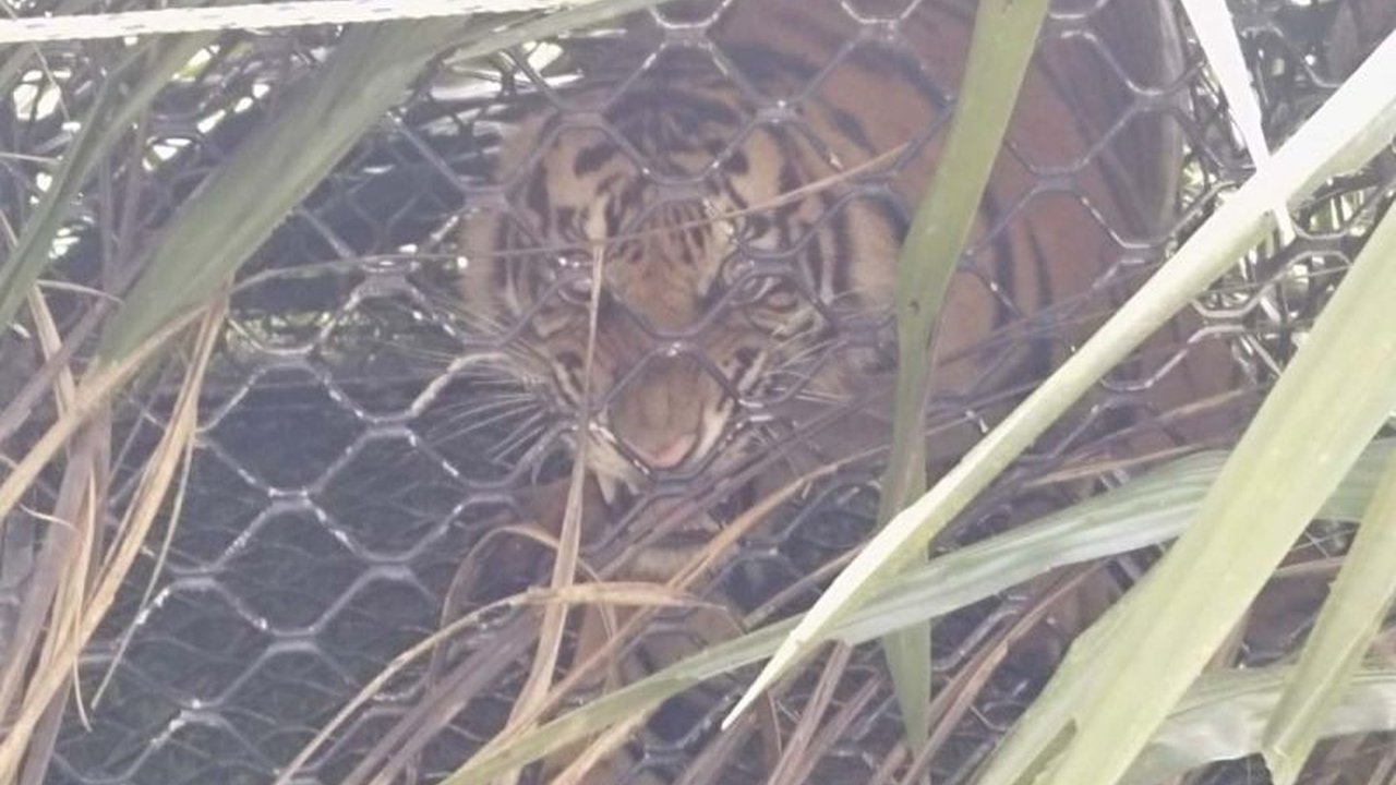 Seekor harimau Sumatera tertangkap di kandang jebak di Aceh Timur setelah dilaporkan memangsa ternak warga; BKSDA Aceh melakukan tindakan konservasi untuk mencegah konflik manusia-satwa dan melindungi spesies yang terancam punah.