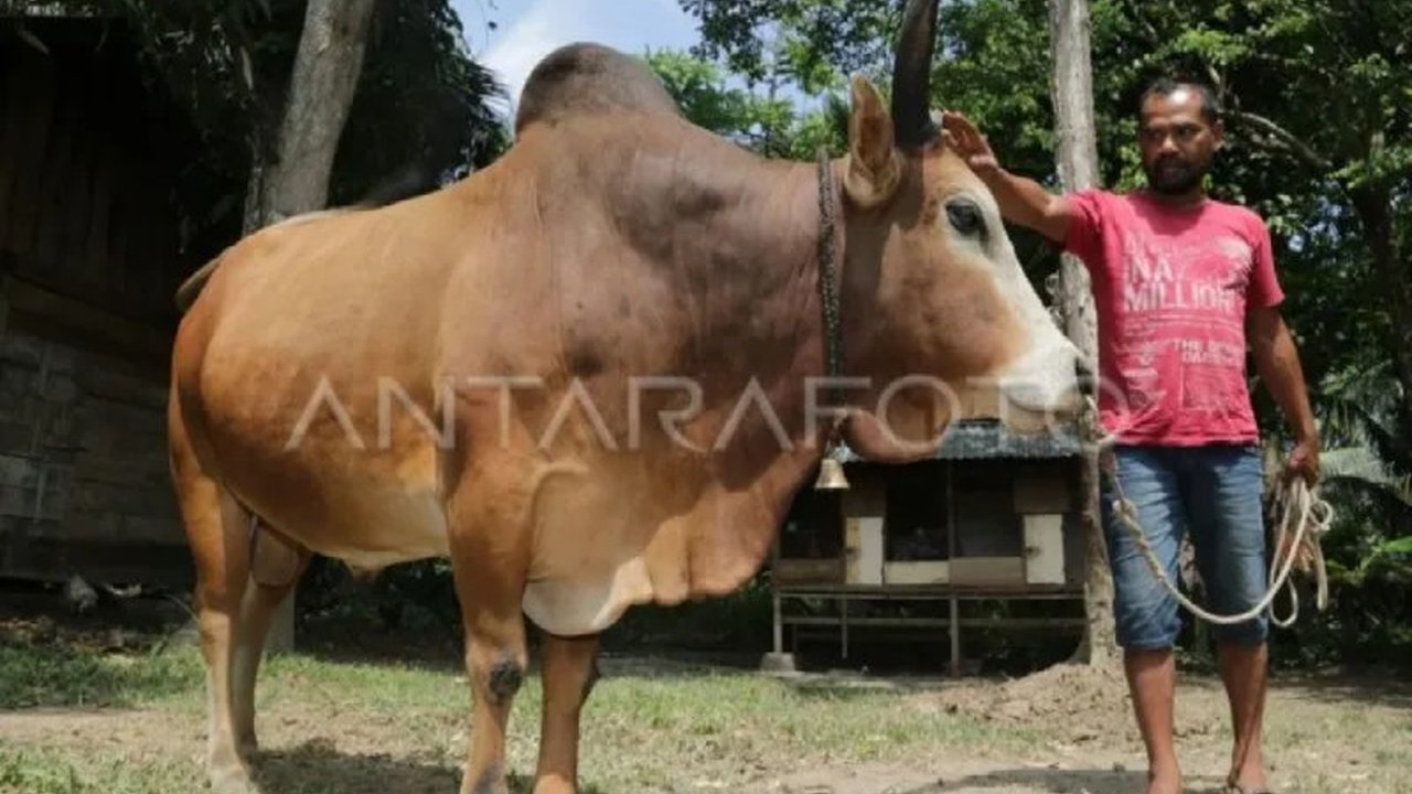 Pj Gubernur Aceh mendorong perluasan pembibitan sapi unggul khas Aceh untuk mencapai swasembada daging dan mengurangi ketergantungan impor, dengan fokus pengembangan di Kecamatan Pulo Aceh.