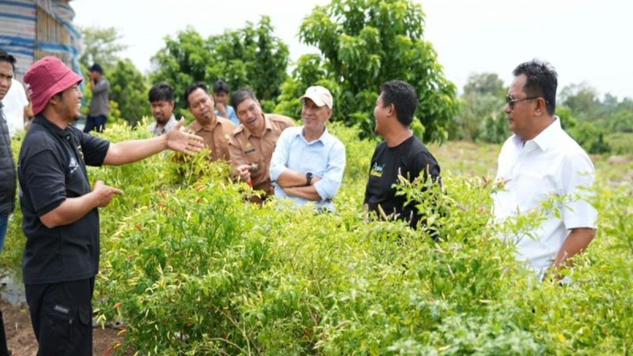 Pemerintah Provinsi Sulawesi Barat (Sulbar) berencana mengembangkan cabai varietas Salo' Dua dari Enrekang, Sulawesi Selatan, untuk memenuhi kebutuhan pasar lokal dan meningkatkan pendapatan petani Sulbar.