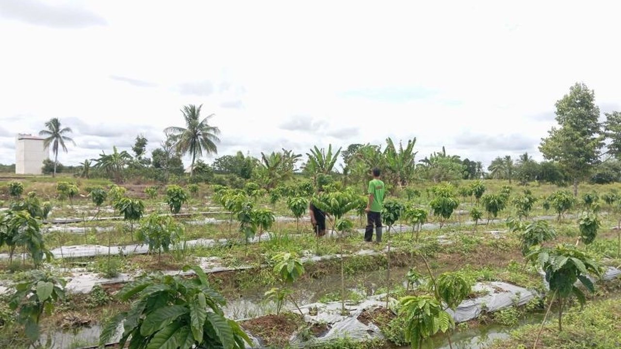 Petani Desa Hiyung, Tapin, Kalimantan Selatan berhasil mengembangkan kopi robusta di lahan rawa, membuka peluang diversifikasi pertanian dan meningkatkan perekonomian lokal.