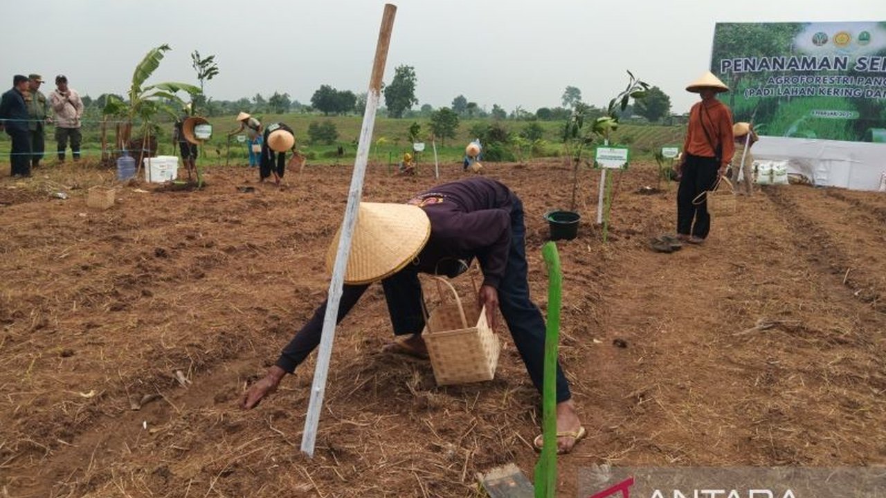 Pemerintah Kabupaten Indramayu mengalokasikan 4.400 hektare lahan untuk program agroforestri guna meningkatkan produksi padi dan mendukung swasembada pangan nasional.