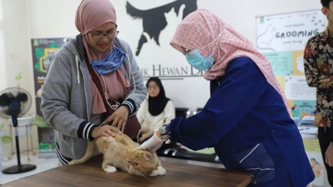 Dinas Ketahanan Pangan Kota Tangerang menggelar vaksinasi rabies gratis untuk anjing, kucing, kera, dan musang dari tanggal 10 hingga 25 Februari 2025, bertujuan mencegah penularan rabies pada manusia dan hewan.