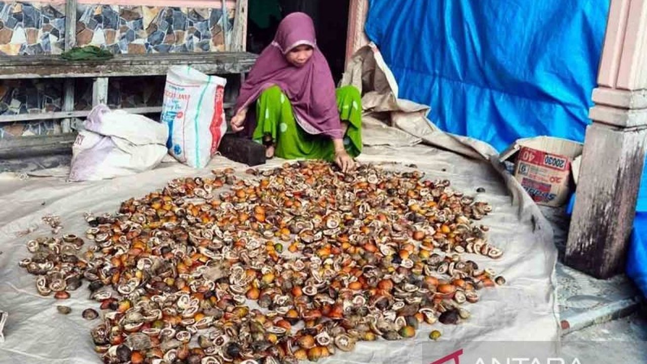 Pemkab Simeulue menjadikan pinang sebagai komoditas andalan, didorong oleh peningkatan harga dan luas lahan perkebunan yang signifikan, memberikan dampak positif bagi perekonomian petani setempat.