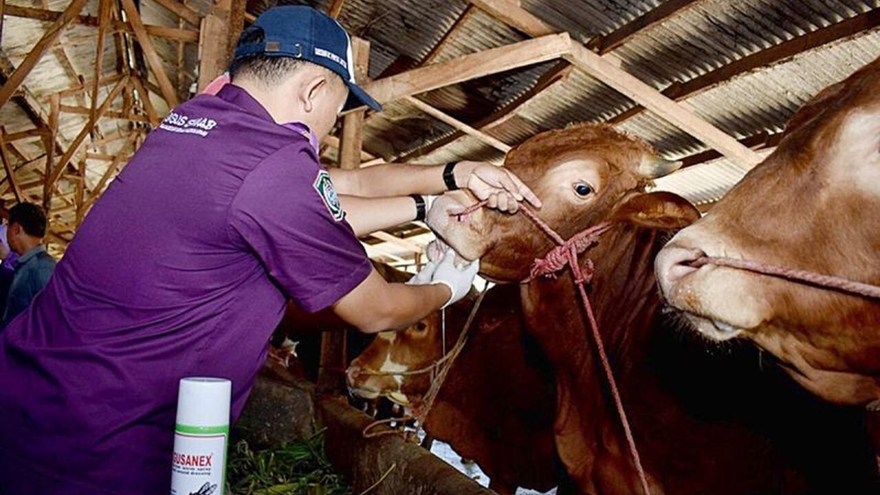 Kasus Penyakit Mulut dan Kuku (PMK) di Lumajang, Jawa Timur, menurun drastis hingga 60-70 persen berkat vaksinasi, pengobatan intensif, dan kerja sama antara pemerintah dan peternak.